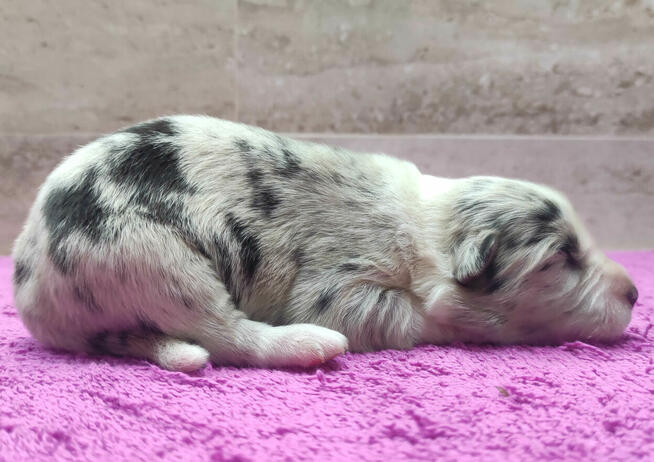 Szczenię BORDER COLLIE z Hodowli - Rasowy pies z pełną dok.