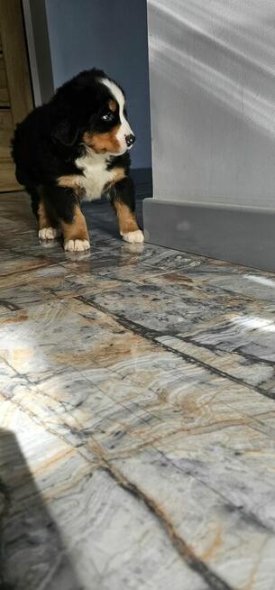 Berneński pies pasterski