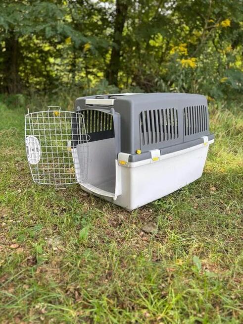 Transport zwierząt domowych - Taxi dla psa i kota