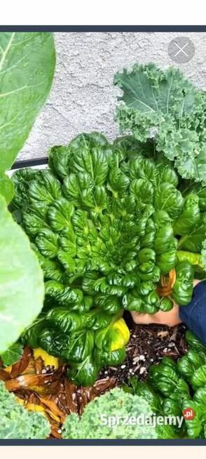 Sałata Musztardowa Tatsoi Pac Choi czerwona sałaty nasiona k