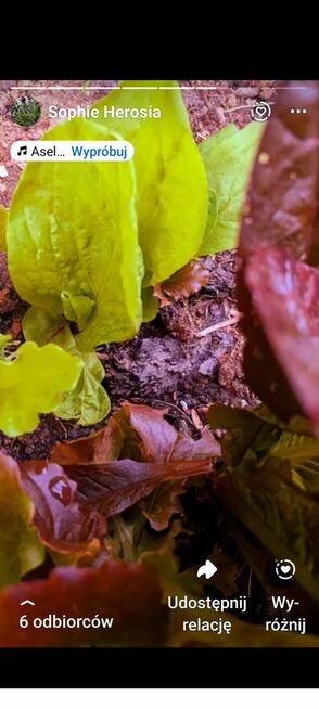 Sałata Musztardowa Tatsoi Pac Choi czerwona sałaty nasiona k