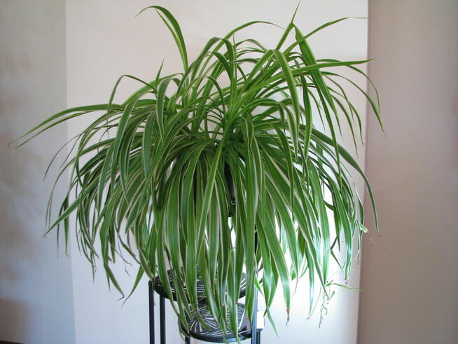 Zielistka Sternberga – piękny, zdrowy, duży kwiat doniczkowy