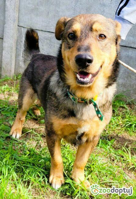 ARCZI - spokojny, nieduży psiak szuka domu