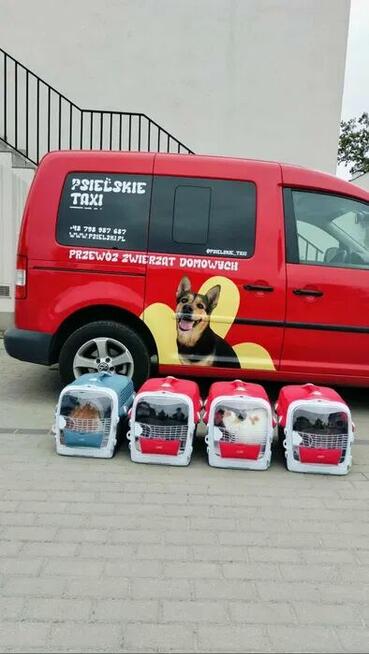 Transport zwierząt domowych - Taxi dla psa i kota