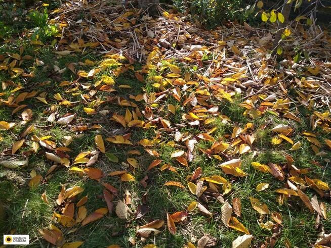 ZAREZERWOWANE Zlecę sprzątanie działki, grabienie liści