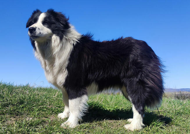 Suczka BORDER COLLIE z Hodowli - Rasowa z pełną dok. - Rezer