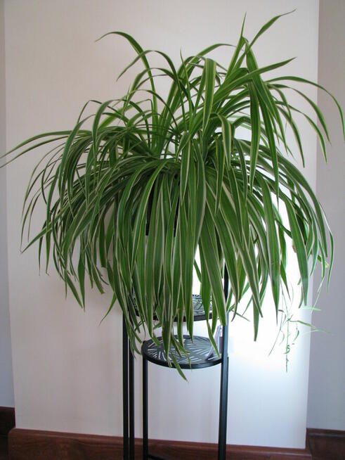 Zielistka Sternberga – piękny, zdrowy, duży kwiat doniczkowy