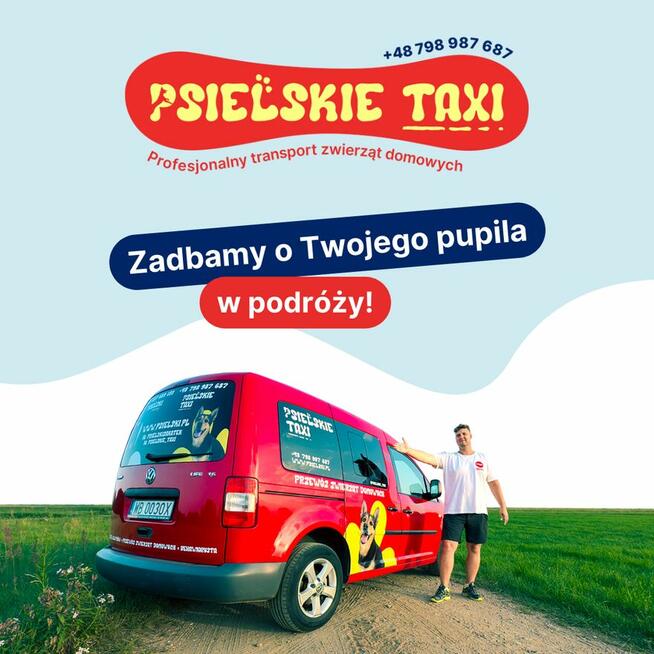 Transport zwierząt domowych - Taxi dla psa i kota