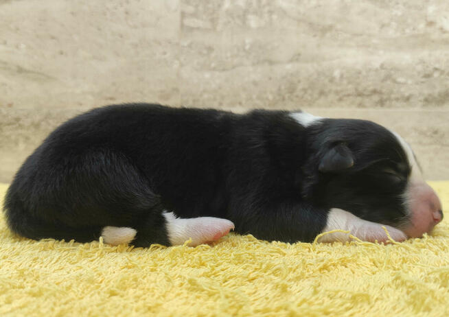 Suczka BORDER COLLIE z Hodowli - Rasowa z pełną dok. - Rezer