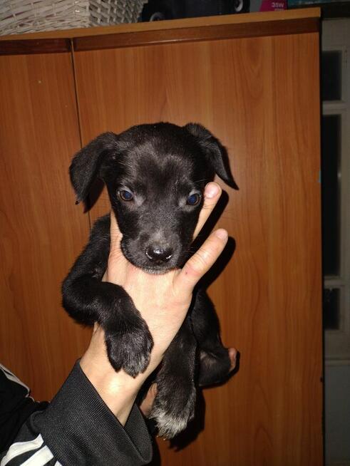 Oddam dwa śliczne szczeniaczki