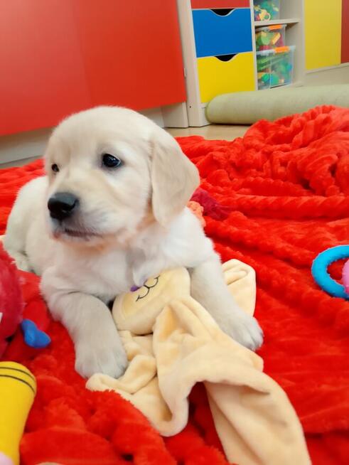 Sprzedam golden retriever ZKwP FCI