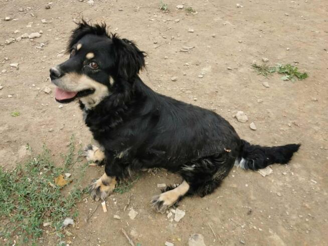 Kochana proludzka dziewczynka pragnie mieć domek