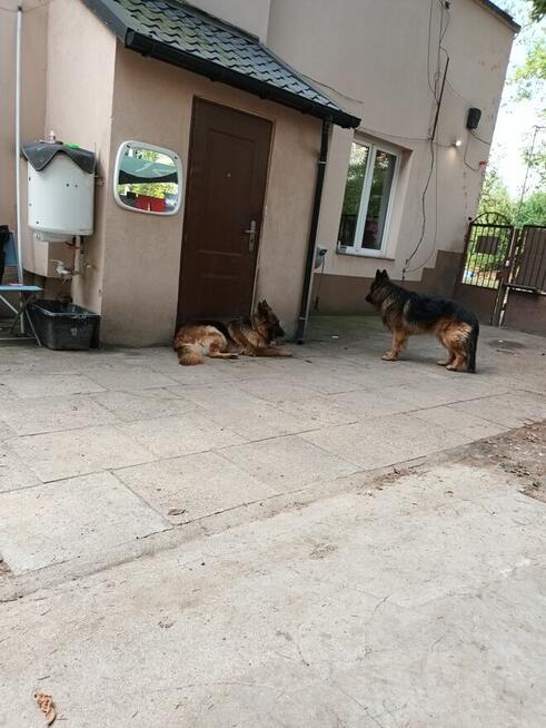 Szczeniaki owczarka niemieckiego