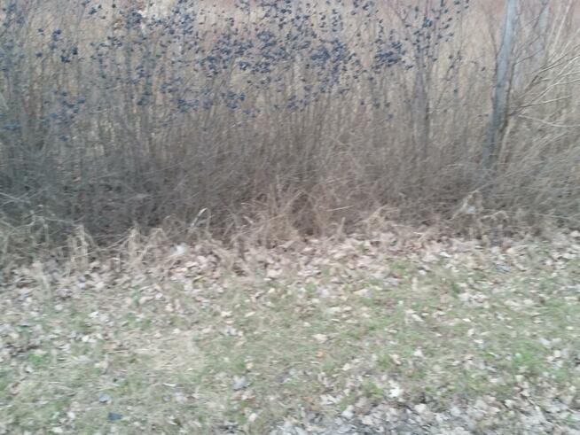 Działka przemysłowa Borowa gm. Długołęka