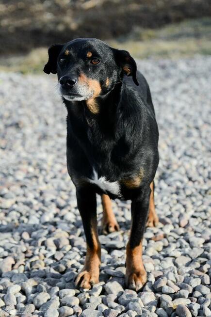 Cudowny Puszek szuka domu!