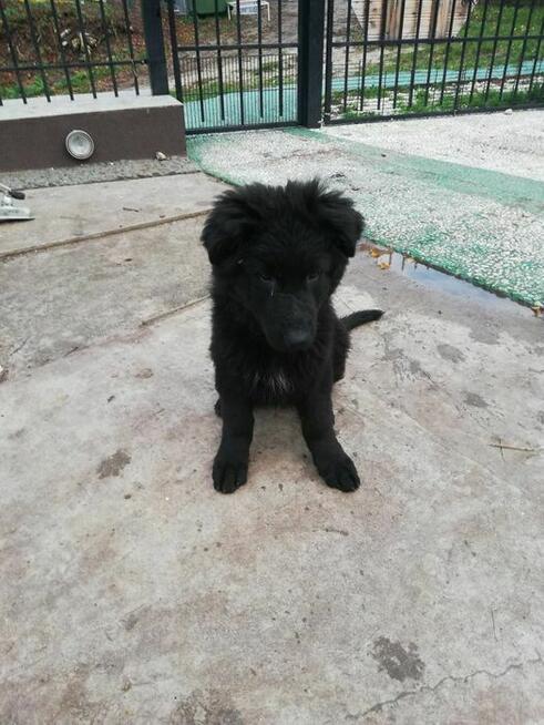 Szczeniak owczarek niemiecki długowłosy włosy