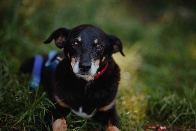 Cudowny Puszek szuka domu!