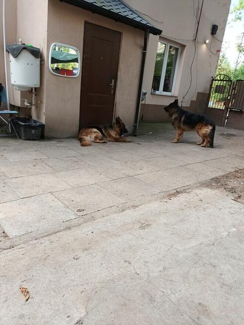 Szczeniaki owczarka niemieckiego