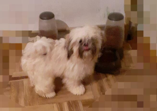 Lhasa apso slodkie maluszki