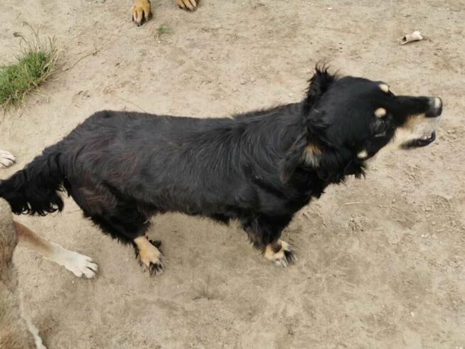 Kochana urocza sunia czeka na kochający domek