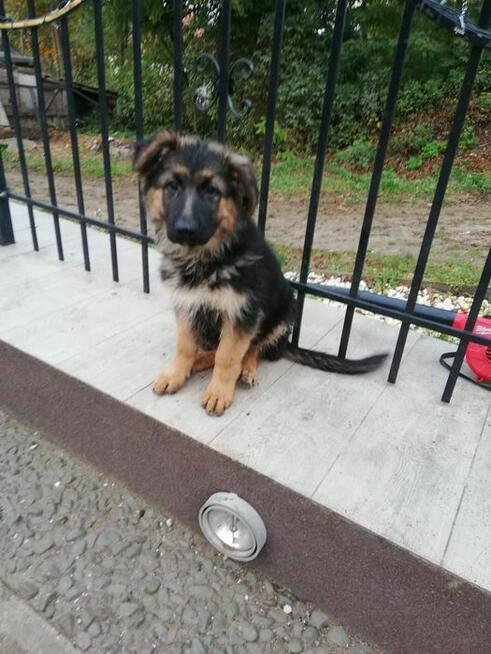 Szczeniak owczarek niemiecki długowłosy włosy