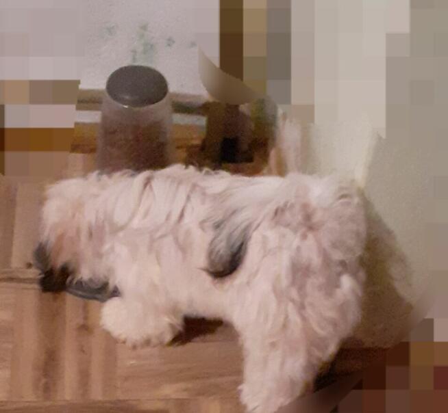 Lhasa apso slodkie maluszki