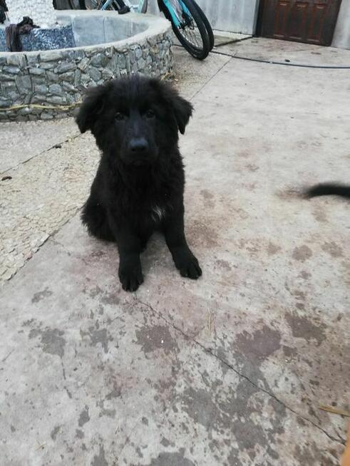 Szczeniak owczarek niemiecki długowłosy włosy