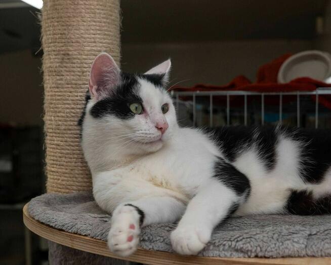 NASER – wesoły i towarzyski kotek szuka kochającego domu