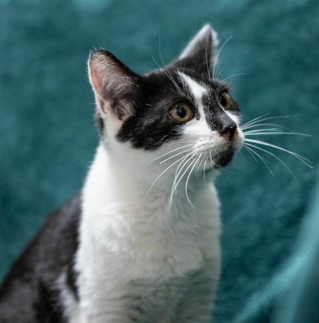 ARAMIS - 5miesięczny kociak szuka kochającego domu