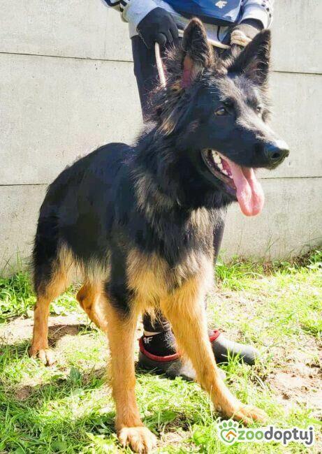 AMELIA - piękna sunia owczarka niemieckiego szuka domu