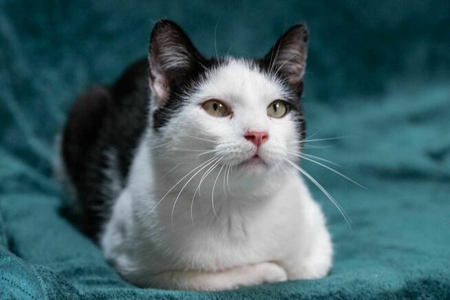 HENIO - uroczy kocurek, uwielbia tulenie i zabawę