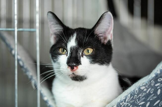 ARAMIS - 5miesięczny kociak szuka kochającego domu