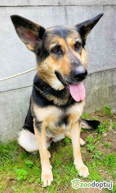 TESLA - sunia w typie owczarka szuka PILNIE domu