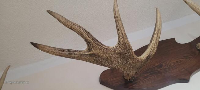 Sprzedam poroże łosia parne