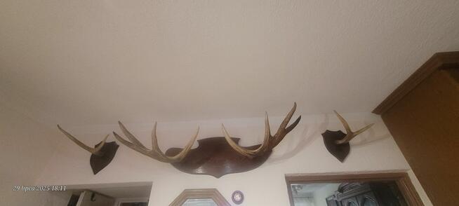 Sprzedam poroże łosia parne