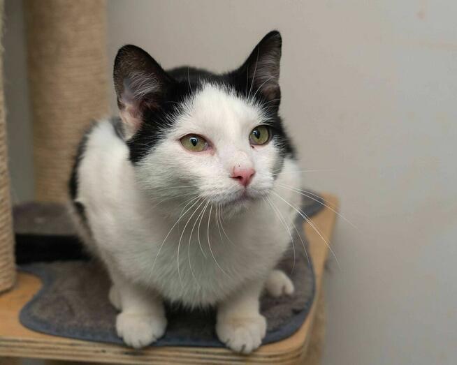 HENIO - uroczy kocurek, uwielbia tulenie i zabawę