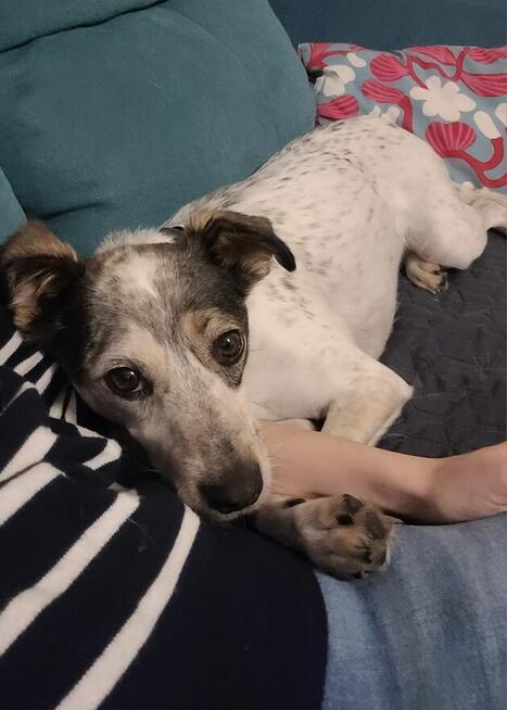 ZAGINĄŁ PIES BIAŁY W CIEMNE ŁATKI, ŚREDNIEJ WIELKOŚCI