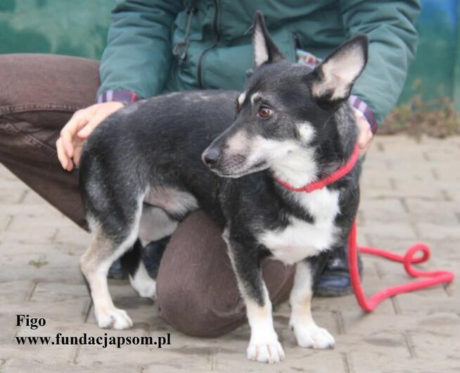 Figo, szuka swojego domku