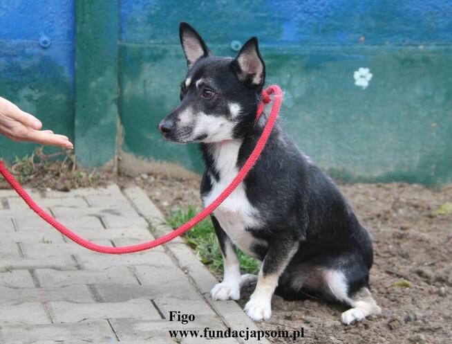 Figo, szuka swojego domku