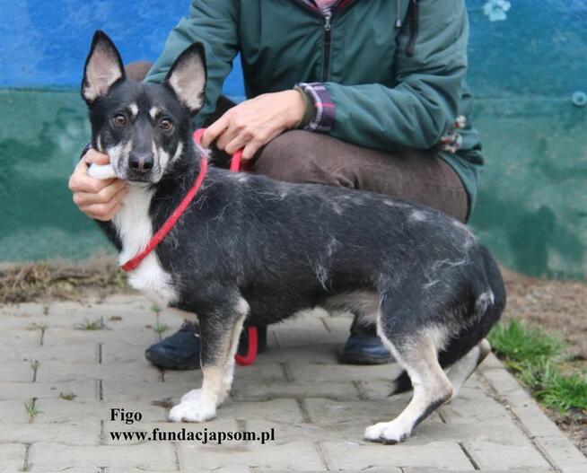 Figo, szuka swojego domku