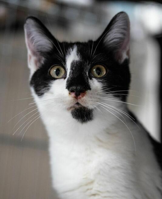 ARAMIS - 5miesięczny kociak szuka kochającego domu