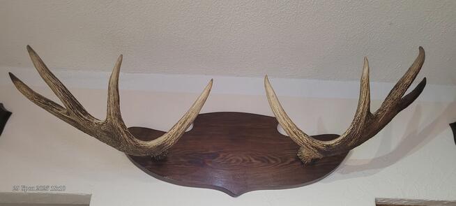 Sprzedam poroże łosia parne