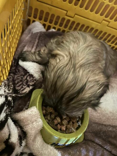 Sprzedam szczeniaka SHI-TZU