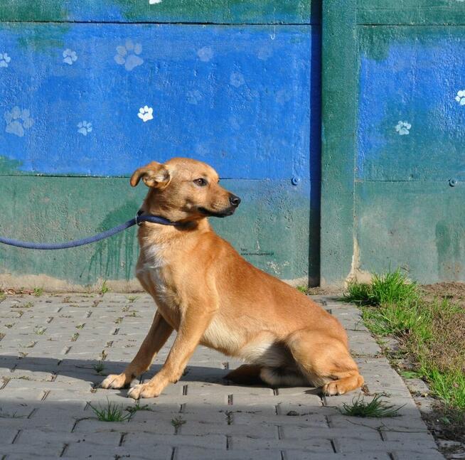 Taro