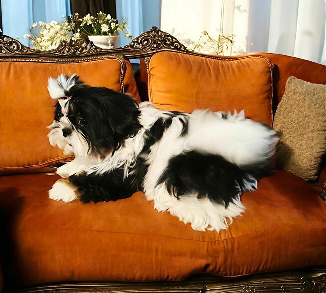 Suczka Shih tzu FCI