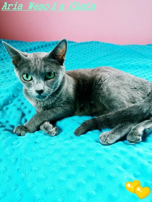 Kotka rosyjska niebieska do płatnej adopcji