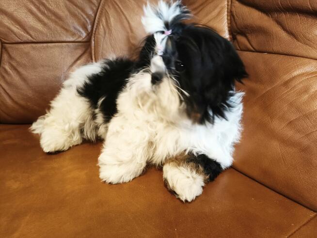Suczka Shih tzu FCI