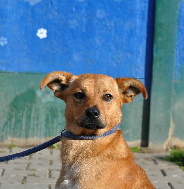 Taro