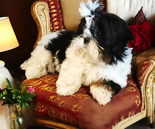 Suczka Shih tzu FCI