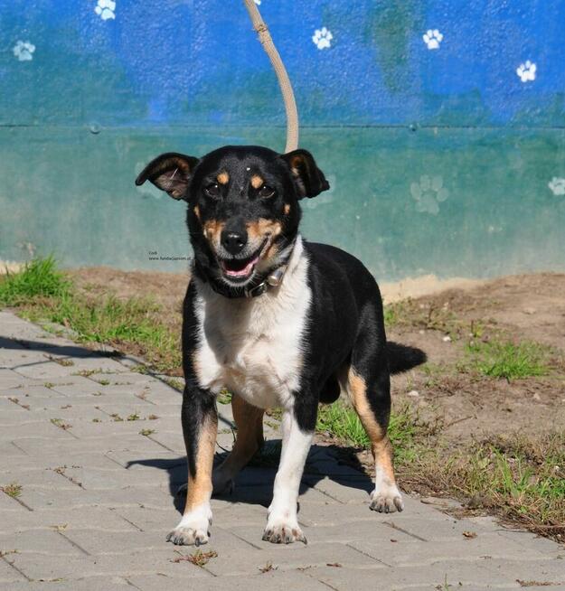 Codi